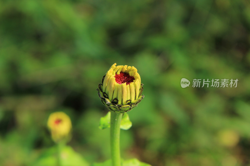 百日菊，天人菊，鲜花素材