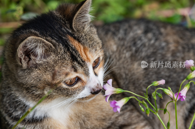 小猫咪、狸花猫、宠物猫