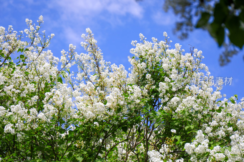 白色丁香花