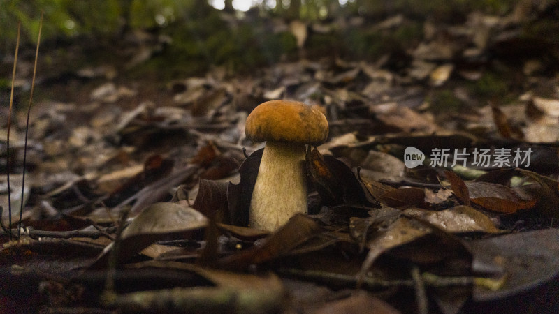 森林里正在生长的蘑菇