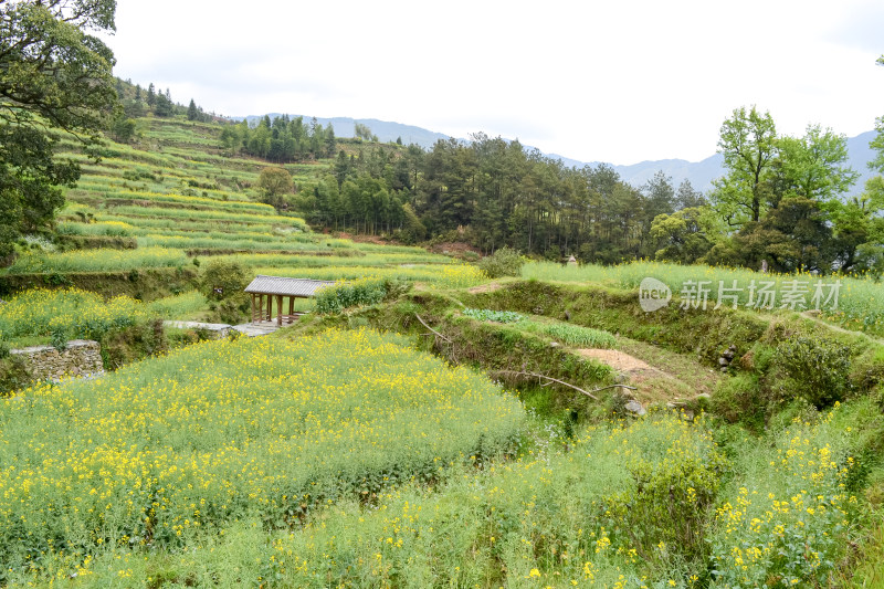 婺源梯田油菜花