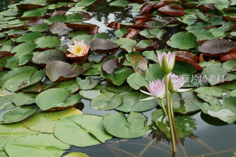 北京国家植物园睡莲