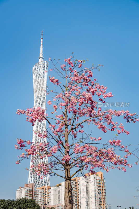 中国广东省广州市广州塔异木棉