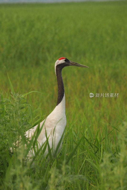 草原草地丹顶鹤