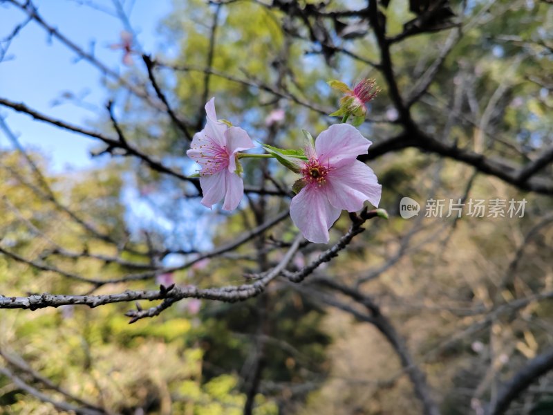 树枝上绽放的粉嫩花朵