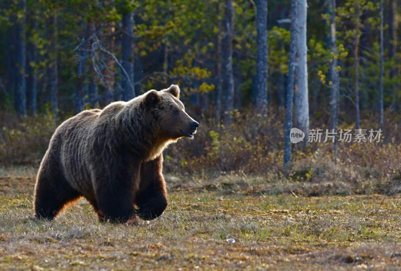 野生动物棕熊北极熊