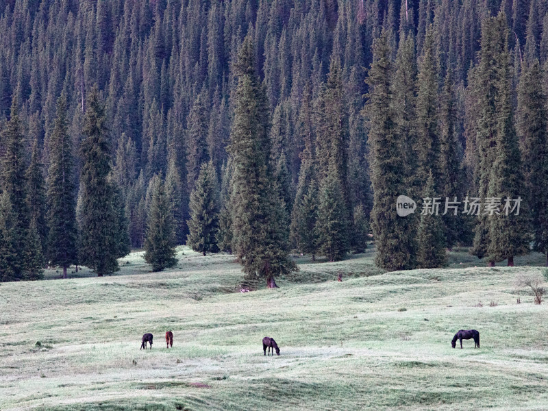 伊犁草原森林中几匹马正在吃草的自然风景