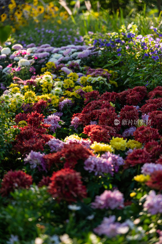 菊花花海