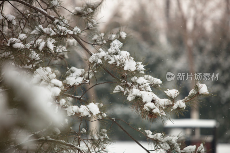 雪后的环境树枝上的积雪