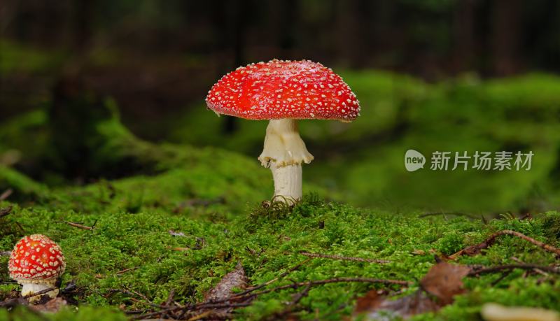 云南森林里的红蘑菇 毒蘑菇