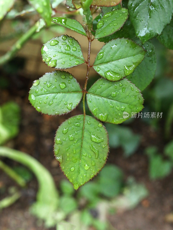 春天绿色的植物叶子树叶和水滴雨滴