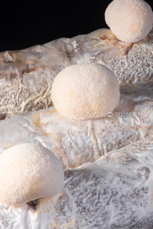 新鲜生长食菌类食材猴头菇