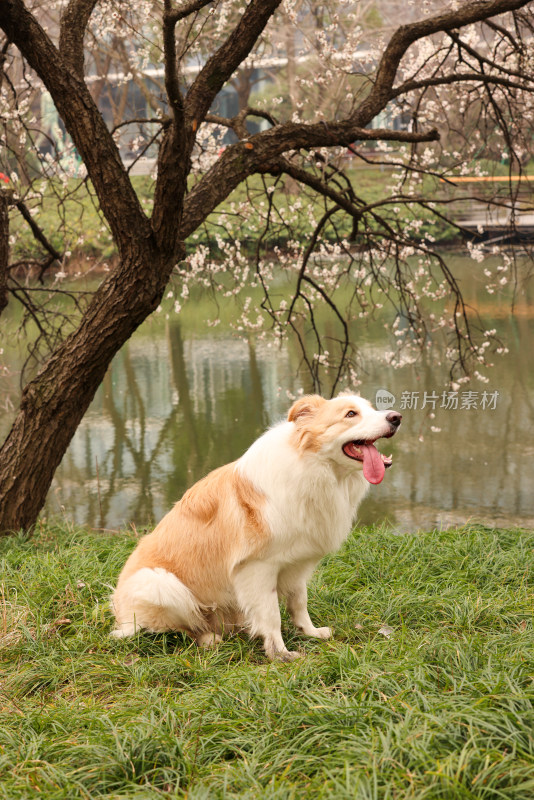 坐在湖边梅花树下的金色边境牧羊犬