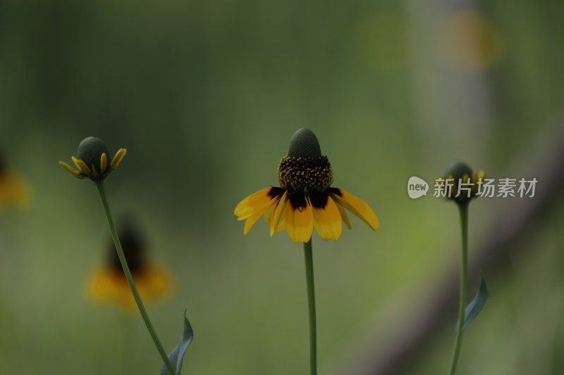 草地里的野花