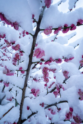 雪后的梅花很美