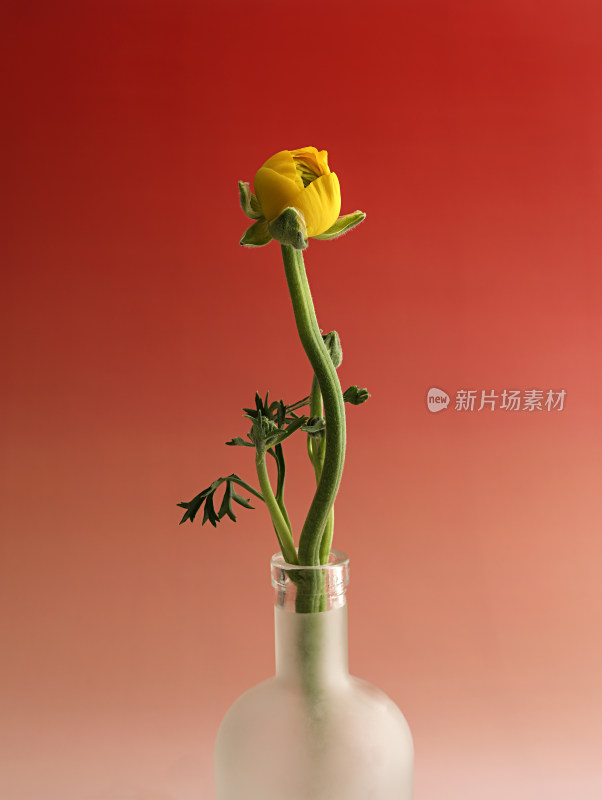 花瓶中的插花洋牡丹