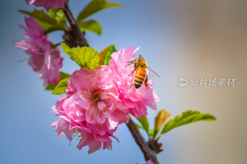 春天盛开樱花上的蜜蜂采蜜