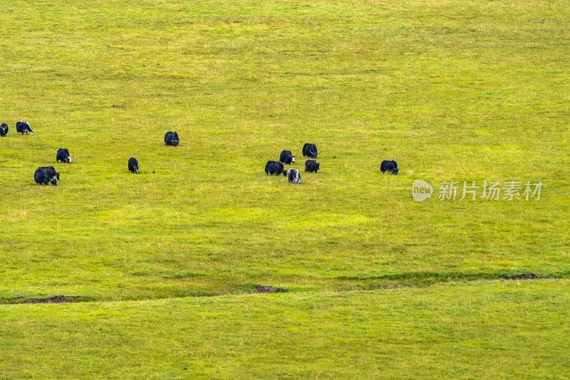 高山草原牧场牦牛
