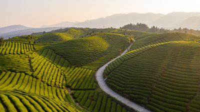 湖北恩施鹤峰茶山