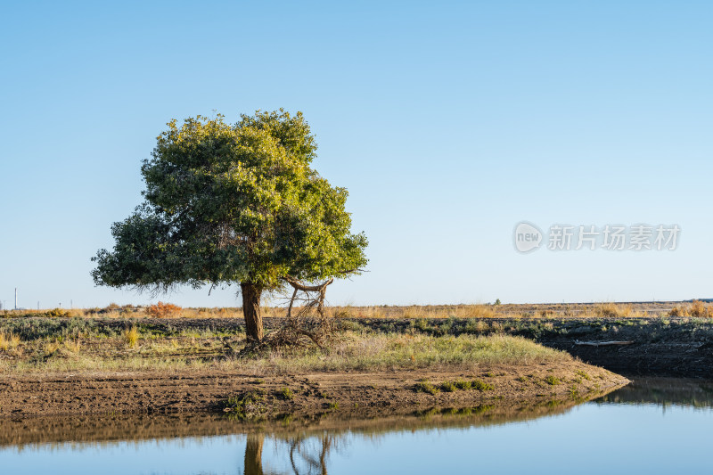 秋天胡杨