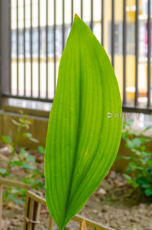 特写绿色植物叶片