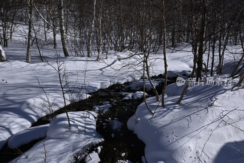 雪后树林中流淌着一条小溪