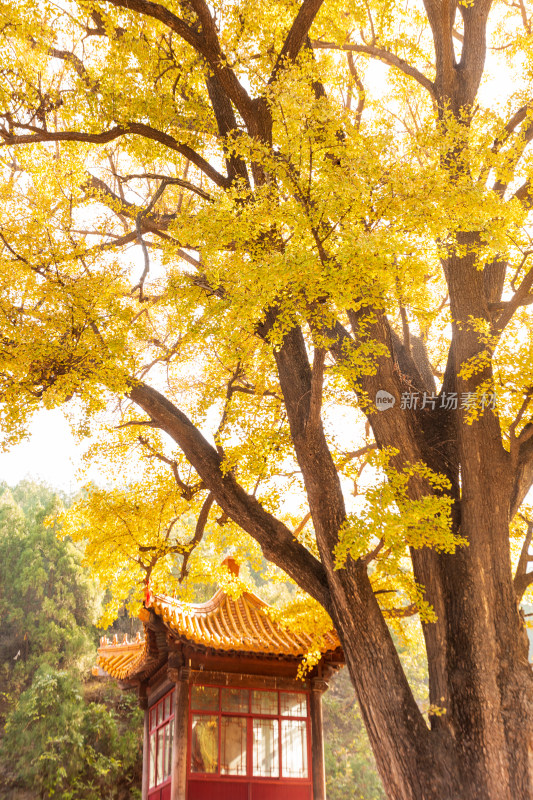 山东济南淌豆寺秋天黄色千年银杏树叶美景