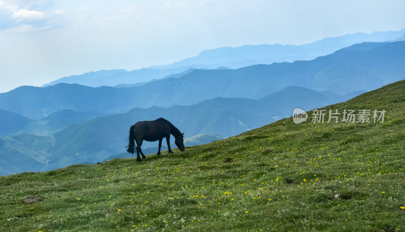 五台山自然天然牧场风光