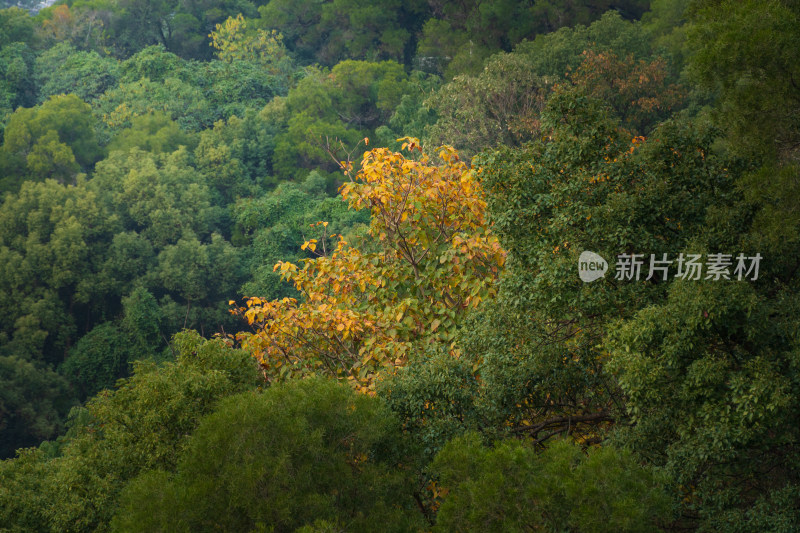 秋日山林