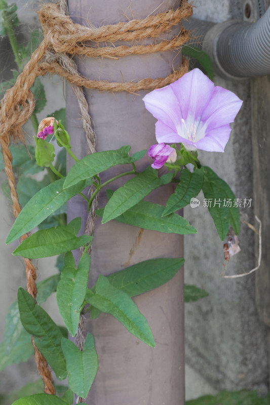 盛夏初秋花卉盛开