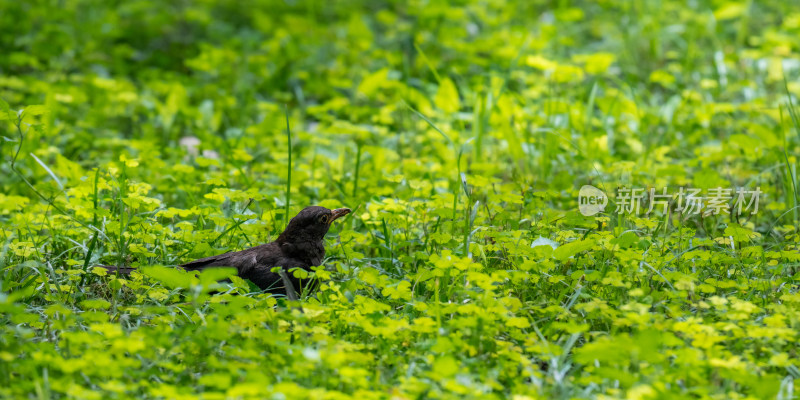 乌鸫（Turdus merula）