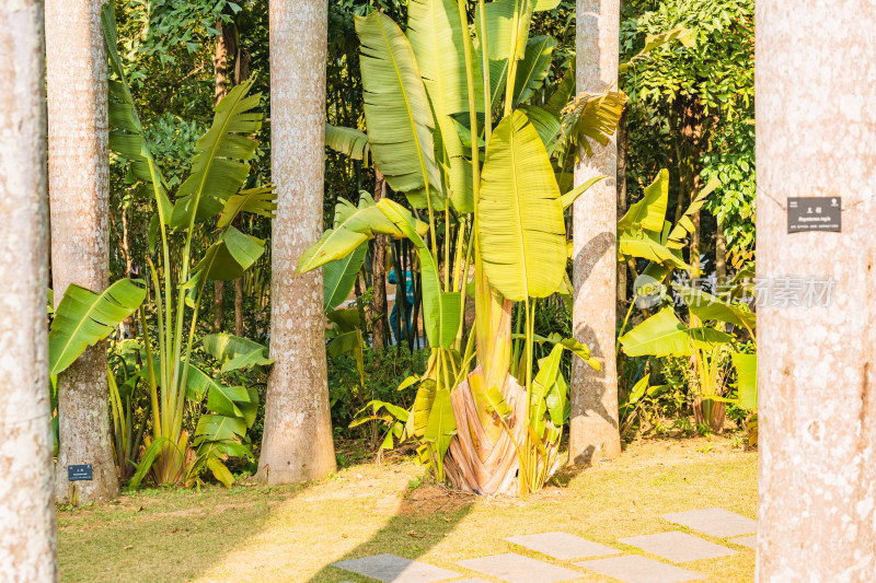 广东省深圳市仙湖植物园自然风光观景台