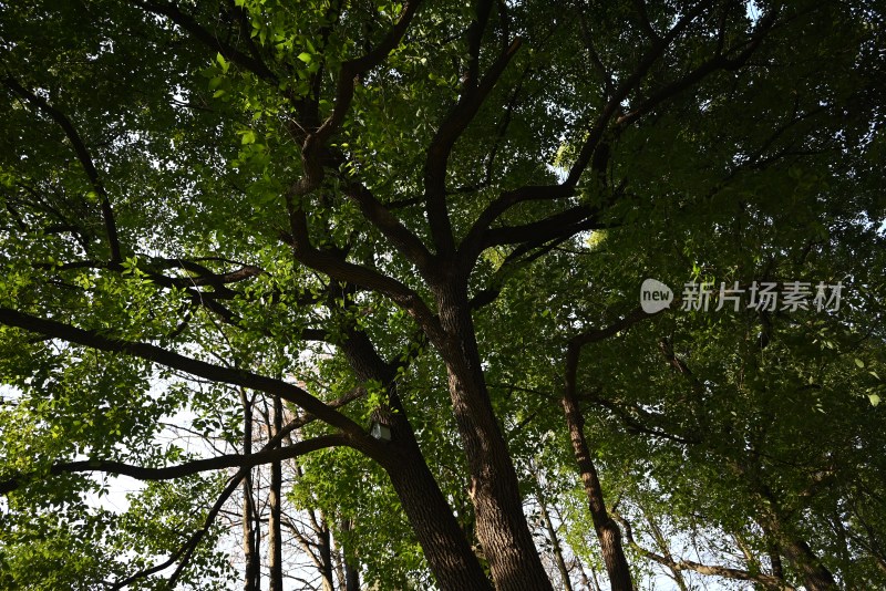 林荫小道绿植景观