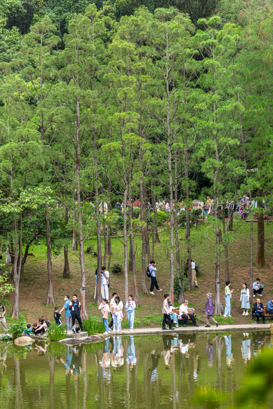 深圳仙湖植物园花展