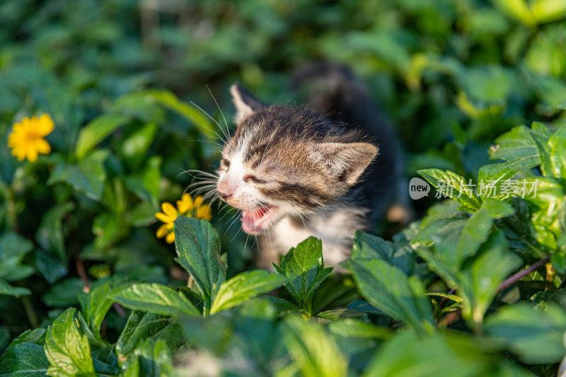 草丛里的小猫咪