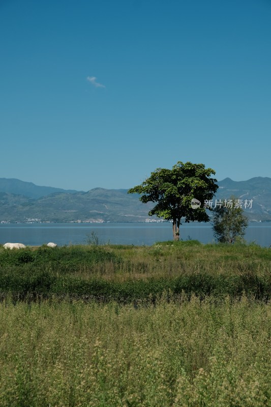 湖边孤树与远山风景