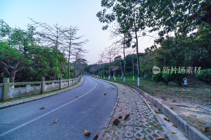 广州番禺大夫山森林公园森林公路景观