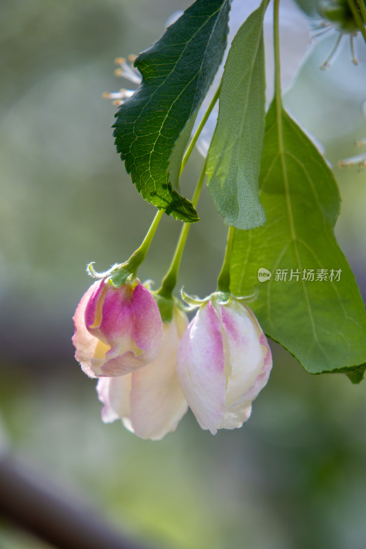 春天枝头含苞待放的粉红色海棠花蕾特写