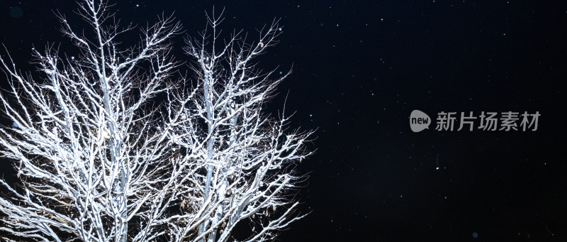 夜空中带雪的树枝景象