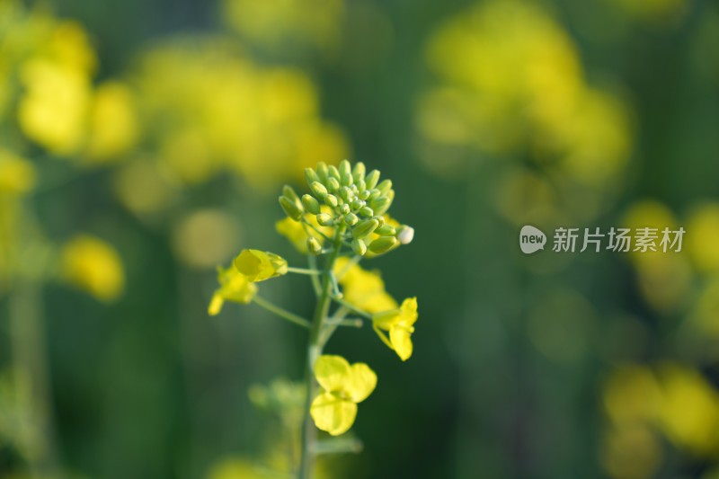 盛开的油菜花