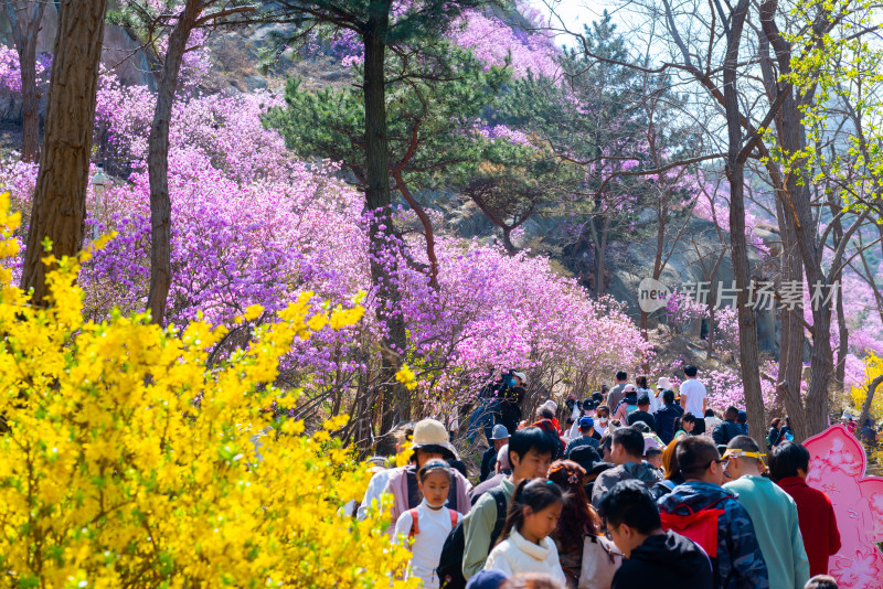 青岛大珠山杜鹃花风光