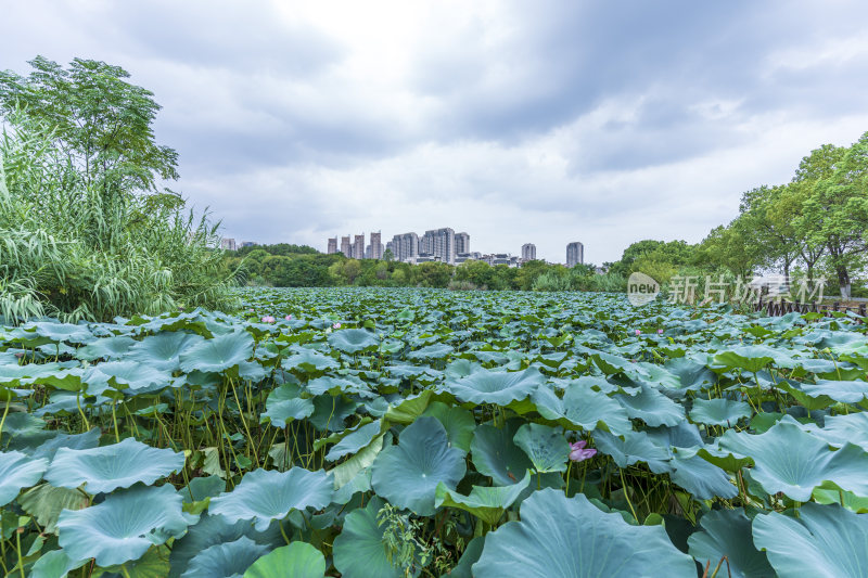 武汉江夏区藏龙岛国家湿地公园风景