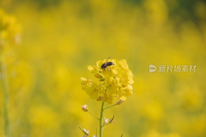 蜜蜂在黄花上授粉的特写镜头