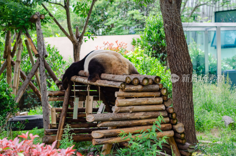 动物园里正在午休的大熊猫