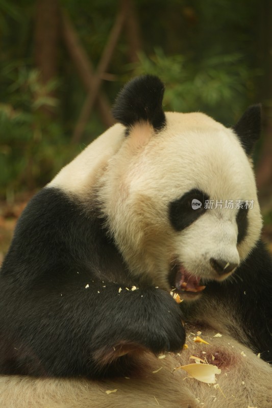 熊猫萌萌啃食竹叶的可爱模样