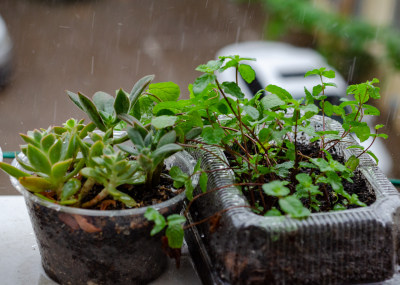 细雨中阳台花盆中种植的薄荷和多肉