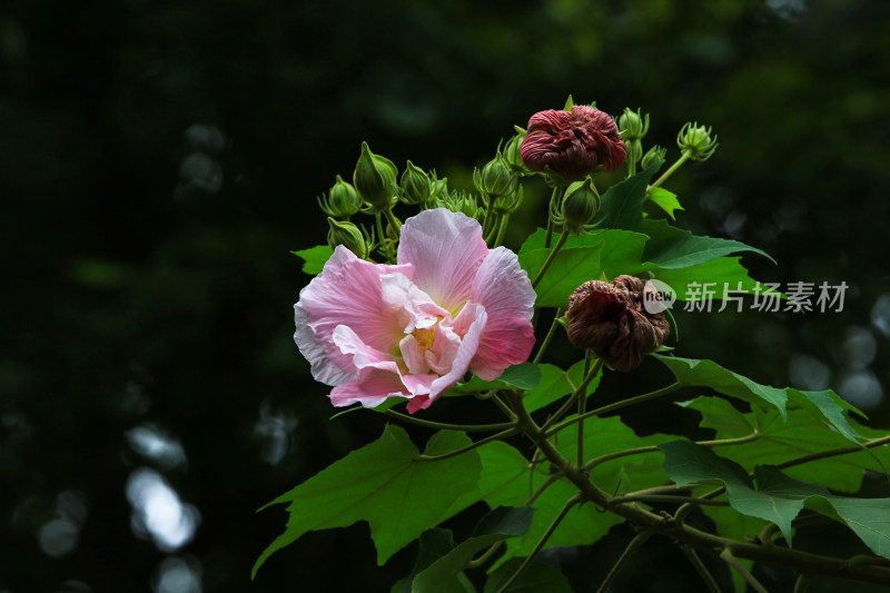 秋天盛开的芙蓉花