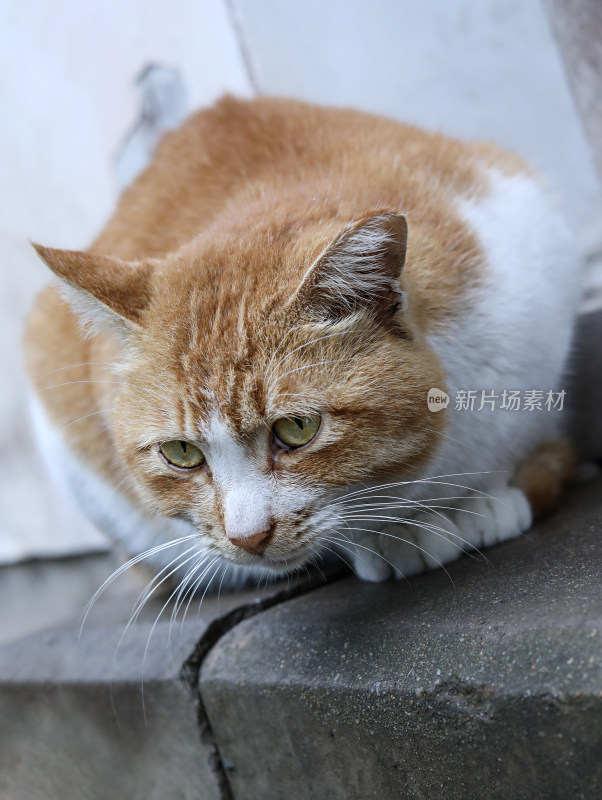 一只可爱动物小猫的特写