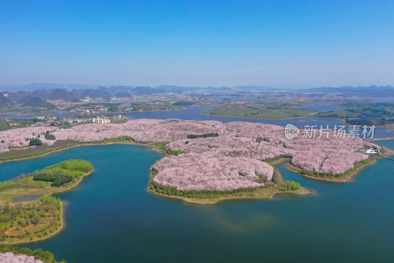 贵州平坝樱花   最美丽最梦幻的樱花园