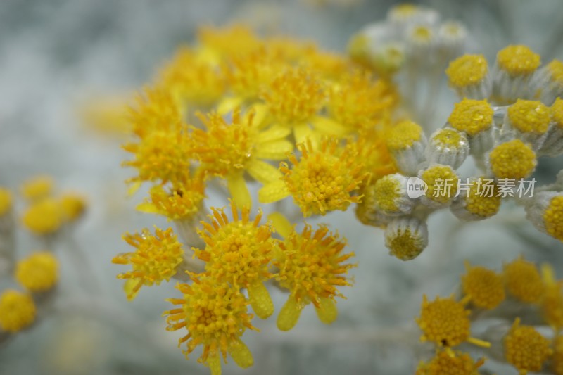 微距拍摄的黄色花朵细节特写